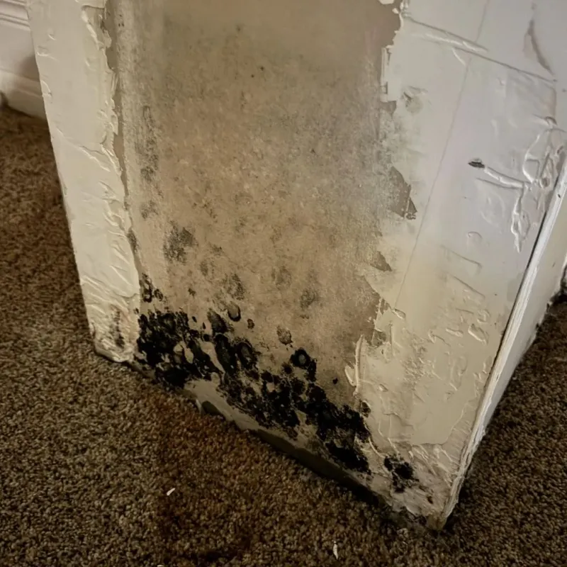 Professional Mold Removal in Moyock, NC